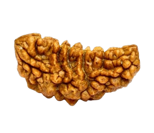 one mukhi rudraksha