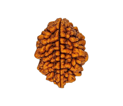 Rudraksha