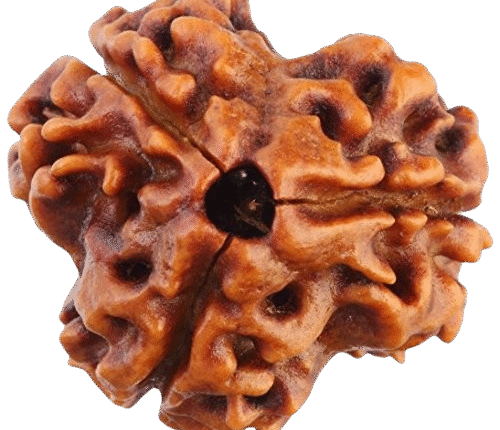 3 Mukhi Rudraksha bead with three natural lines